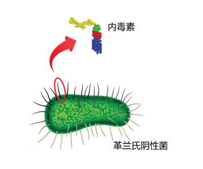 為什么農(nóng)村的孩子不容易過(guò)敏