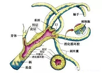 為什么說珊瑚蟲是動物？