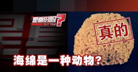 為什么說海綿是動物？