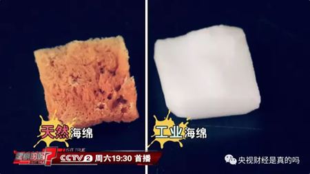 為什么說海綿是動物？