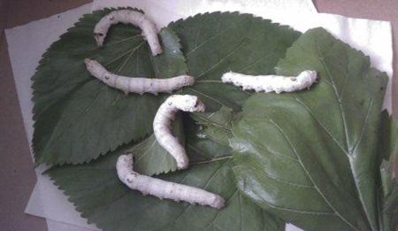 桑蠶為什么喜歡吃桑葉？