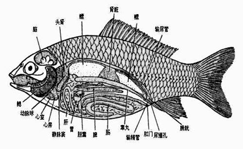 魚為什么能在水里游？