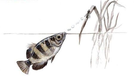 射水魚如何射中獵物？