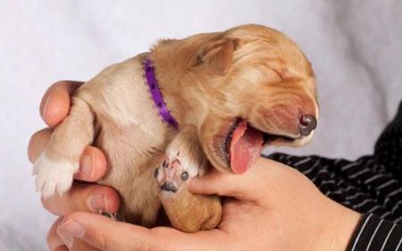 動物打哈欠是什么意思？