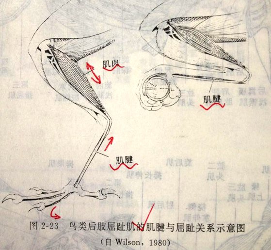 為什么鳥睡覺的時候經(jīng)常眨眼？