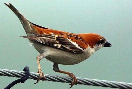 麻雀是益鳥還是害鳥？