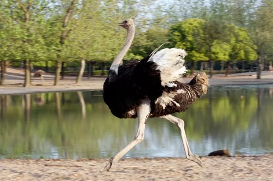鴕鳥是什么鳥,鴕鳥會(huì)飛嗎,鴕鳥蛋怎么吃