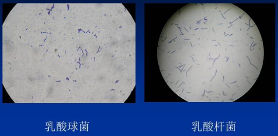 酸奶為什么是酸的,牛奶怎么做成酸奶