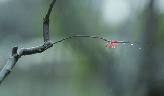 為什么說(shuō)春雨貴如油,春雨貴如油是什么意思