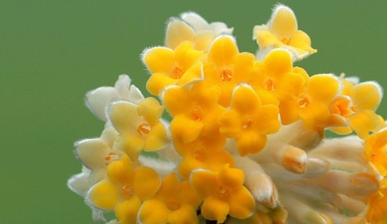 為什么春天最早開的花大多是黃顏色