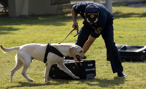 為什么警犬能追捕罪犯