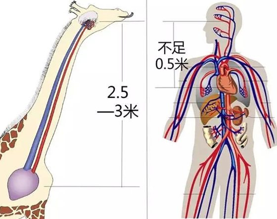 長頸鹿為什么不會腦淤血,長頸鹿高血壓的秘密