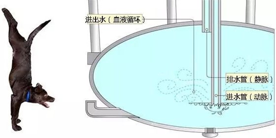 長頸鹿為什么不會腦淤血,長頸鹿高血壓的秘密