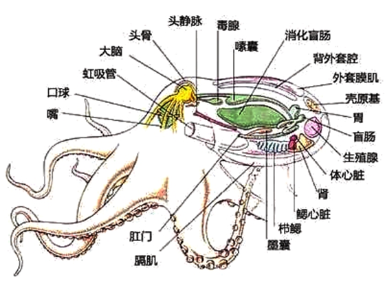 章魚真的沒有身子嗎,章魚的身體結(jié)構(gòu)