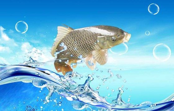 鯉魚為什么喜歡跳水,鯉魚喜歡跳的原因