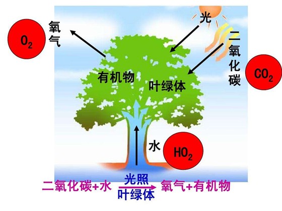 為什么植物需要空氣,植物離不開空氣的原因