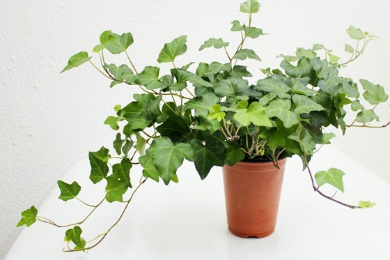 為什么植物需要空氣,植物離不開空氣的原因