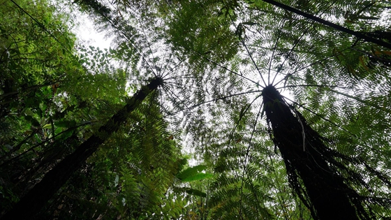 桫欏為什么不是樹,桫欏是蕨類植物之王的原因