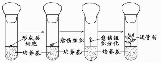 為什么試管里能培育植物