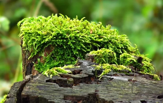 苔蘚是什么樣的,苔蘚怎么養