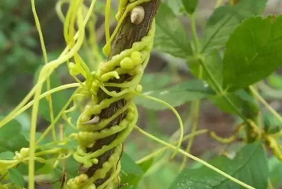 寄生植物有哪些,植物也可以寄生嗎