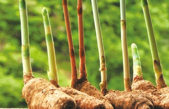 寄生植物有哪些,植物也可以寄生嗎