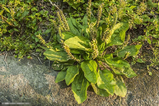 植物給人類哪些啟示,為什么說植物是天然設(shè)計(jì)師