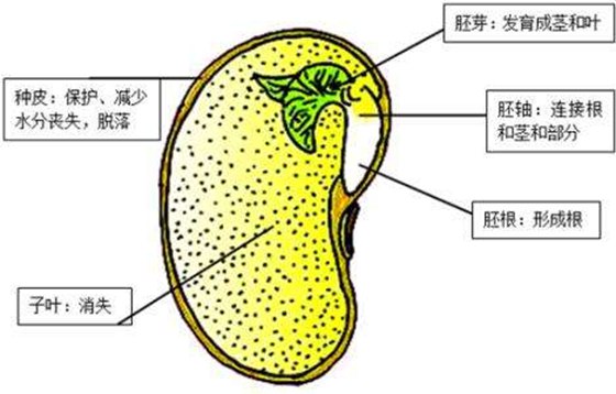 種子為什么會發芽