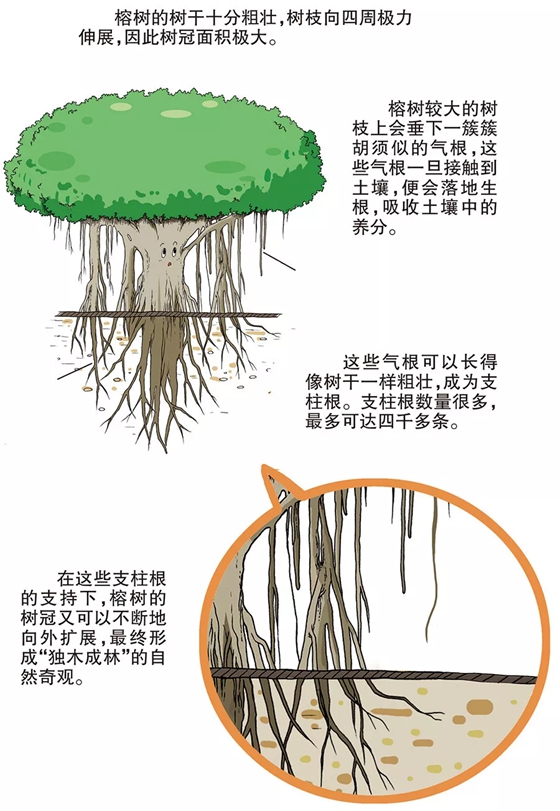 榕樹為什么會獨木成林