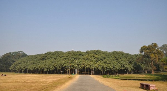 榕樹為什么會獨木成林