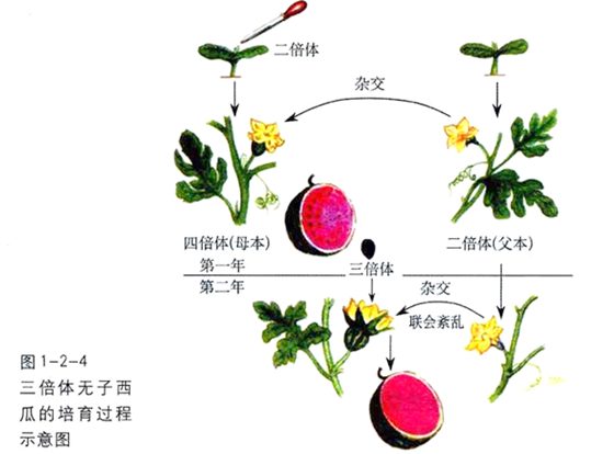 為什么無籽西瓜沒有籽
