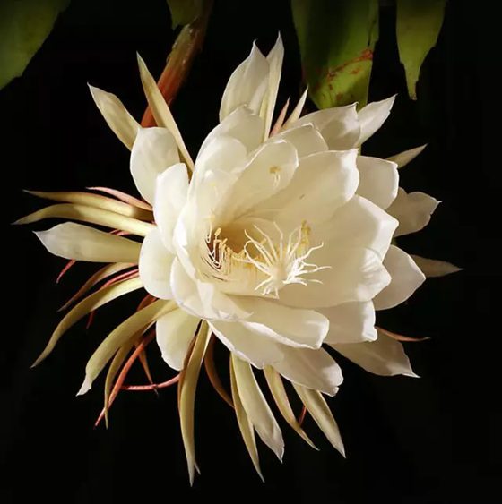 曇花為什么在晚上開,曇花一現(xiàn)是為什么