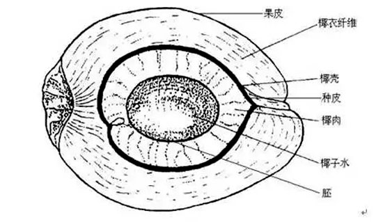 為什么椰子樹生長在海邊,椰子樹長在海邊的原因