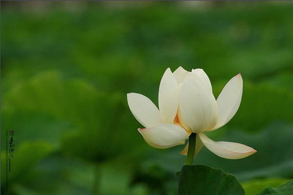 菡萏怎么讀拼音是什么,菡萏的意思是什么,關于菡萏的詩句