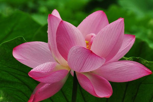 菡萏怎么讀拼音是什么,菡萏的意思是什么,關于菡萏的詩句