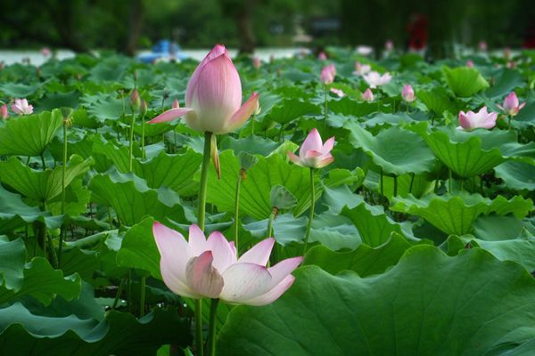 菡萏怎么讀拼音是什么,菡萏的意思是什么,關于菡萏的詩句