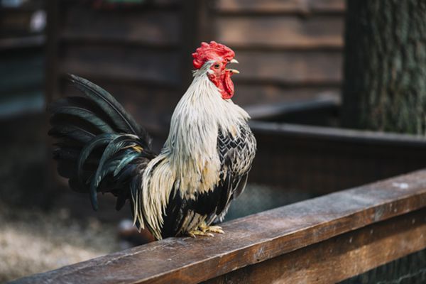 公雞為什么打鳴,怎樣讓公雞不打鳴