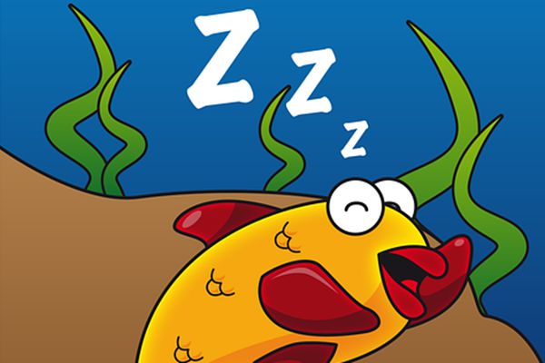 魚(yú)為什么睜著眼睛睡覺(jué),魚(yú)是怎么睡覺(jué)的