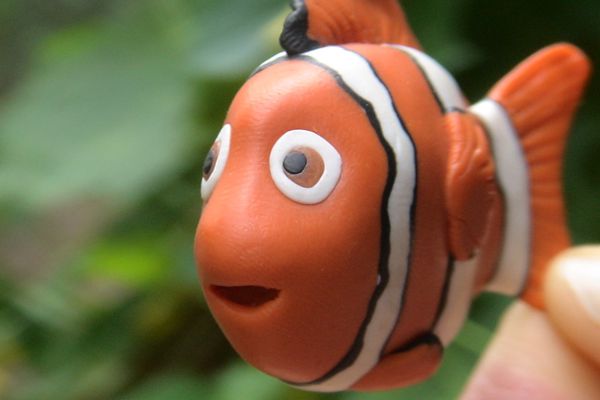 魚(yú)為什么睜著眼睛睡覺(jué),魚(yú)是怎么睡覺(jué)的