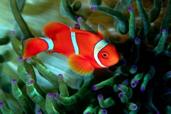 魚(yú)為什么睜著眼睛睡覺(jué),魚(yú)是怎么睡覺(jué)的