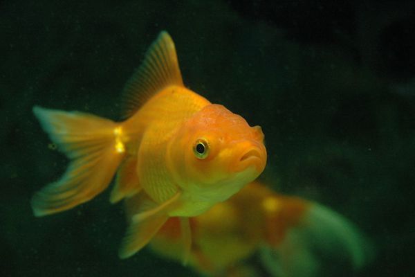 魚(yú)為什么睜著眼睛睡覺(jué),魚(yú)是怎么睡覺(jué)的