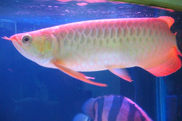 魚(yú)為什么睜著眼睛睡覺(jué),魚(yú)是怎么睡覺(jué)的
