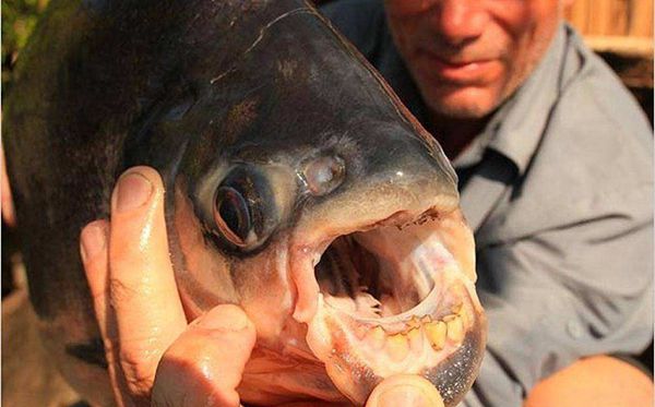 帕庫食人魚