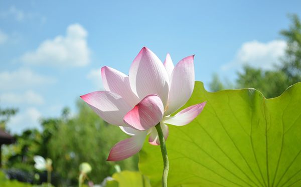蓮花的花語是什么,蓮花花語大全