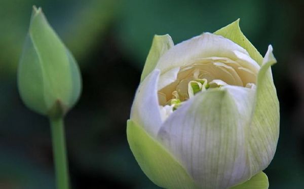 蓮花的花語是什么,蓮花花語大全