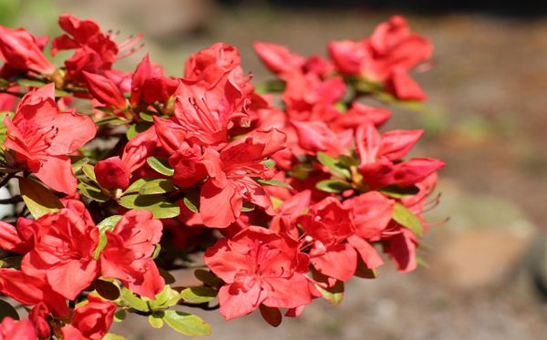 杜鵑花的花語是什么,杜鵑花花語大全
