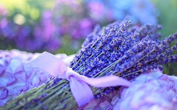 薰衣草的花語是什么,薰衣草花語大全