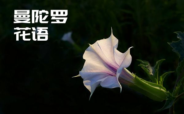 曼陀羅的話語是什么,曼陀羅花語大全