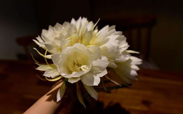 曇花的花語是什么,曇花花語大全