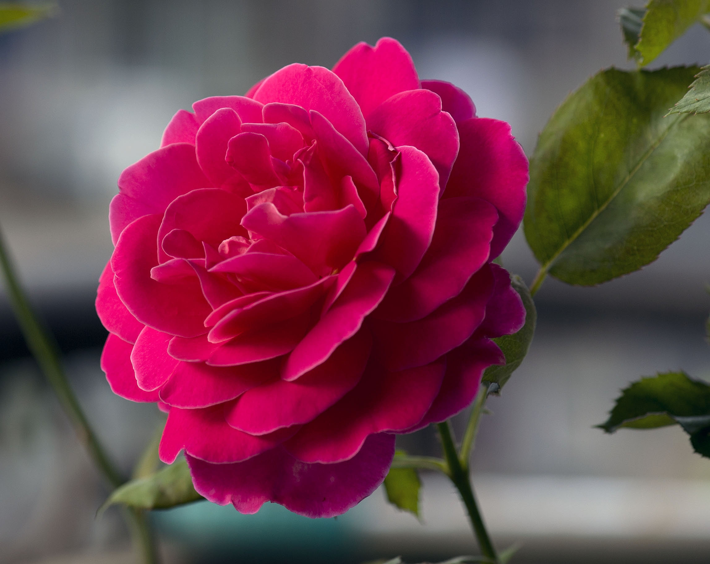 紅色月季花